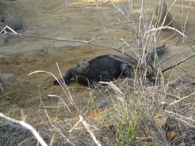 Galapagos Lizard