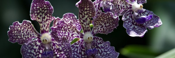 A hybrid-specimen at the Orchid Garden