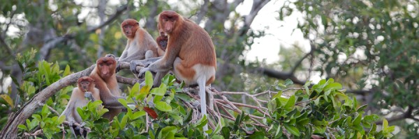 feature_proboscisMonkeys