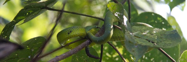 Indo_Snake_blog