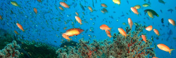 SCUBA_Feature_1